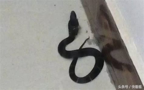 家裡出現蛇代表